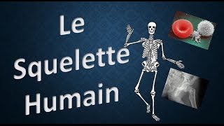 SQUELETTE HUMAIN  ExpliqueMOI [upl. by Seow]