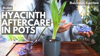 Aftercare For Hyacinths Grown In Pots What To Do When Flowering Is Over 🌿 BG [upl. by Barty524]