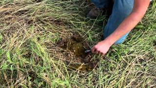 Regenerative Ranching in North Dakota [upl. by Belier308]