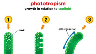 Mechanisms of Plant Growth [upl. by Artimed]