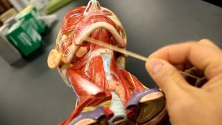 MUSCULAR SYSTEM ANATOMYMuscles of the neck model description [upl. by Niltak]