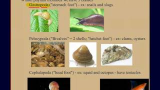 Invertebrate Diversity Part 2 Mollusks A Case Study [upl. by Nichols785]