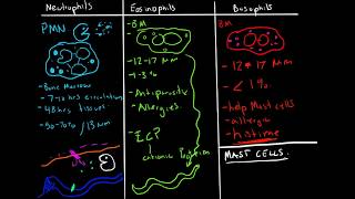 Hematology  Leukopoiesis White Blood Cell Formation [upl. by Ennovaj]