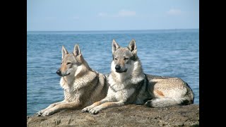 Czechoslovakian wolfdog howling [upl. by Pederson937]