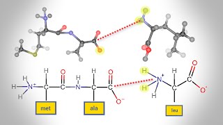 Peptide Bond Formation  Animation [upl. by Bascio500]