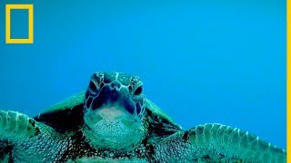 Tortugas marinas 101  National Geographic en Español [upl. by Nyleak916]