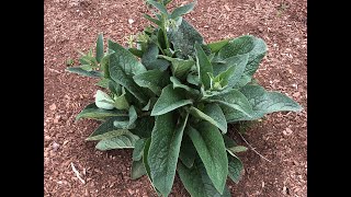 Propagating and Using Comfrey in the Garden [upl. by Spenser]