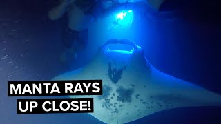 MANTA RAY NIGHT SNORKEL  KONA  Big Island Hawaii  One of my COOLEST Travel Experiences [upl. by Maro]