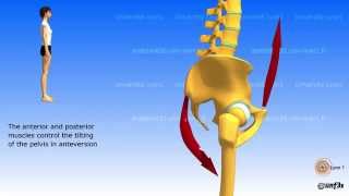 Position of the pelvis Lombosacral jonction [upl. by Charlene]