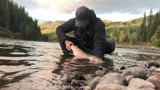 Skeena Steelhead 2020 [upl. by Irrek]