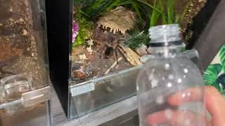 WATERING my TARANTULAS quotPart 8quot [upl. by Atilahs]