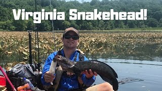 Aquia Creek KAYAK SNAKEHEAD FISHING [upl. by Annoet656]