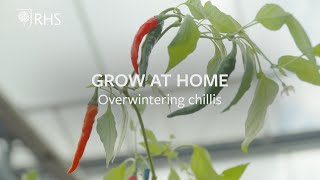 Overwintering chillis  Grow at Home  RHS [upl. by Adaha]