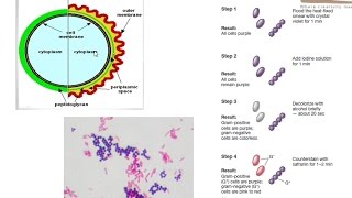 Gram staining procedure [upl. by Inaliak840]