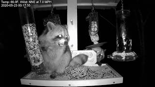 Brownvilles Food Pantry  Raccoons in bird feeder 23052020 [upl. by Treve]