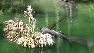 Manatees and Alligators Floridas Odd Couple [upl. by Aratas578]