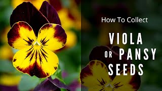 How to Collect Viola Seeds  Pansy seed saving [upl. by Chelsie]