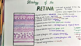 Histology Of Retina [upl. by Hendon]