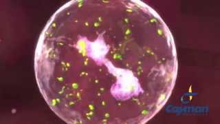 Neutrophil Extracellular Trap  NETosis [upl. by Adiam]