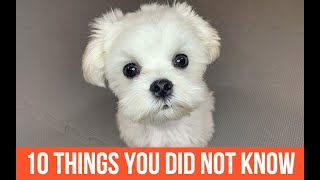 10 THINGS YOU DID NOT KNOW ABOUT MALTESE DOGS [upl. by Enert]