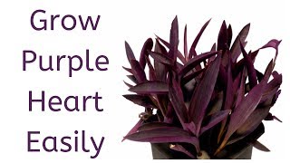 How to Grow Purple Heart from Cuttings  Tradescantia Pallida [upl. by Erait]