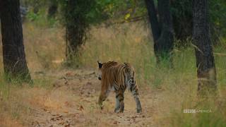 Tiger vs Peacock  Dynasties Saturday at 9pm  BBC America [upl. by Boleslaw]