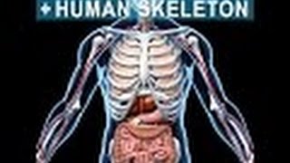 Anatomy and Physiology of Skeletal System [upl. by Myrvyn266]