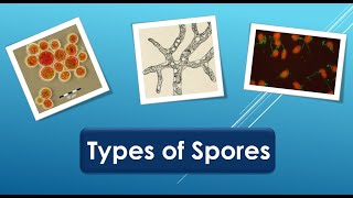 Types of spores [upl. by Miche889]