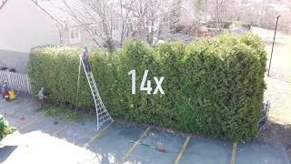 How to trim BIG cedar hedges [upl. by Feucht473]