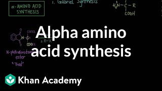 Alpha amino acid synthesis  Chemical processes  MCAT  Khan Academy [upl. by Griffy217]