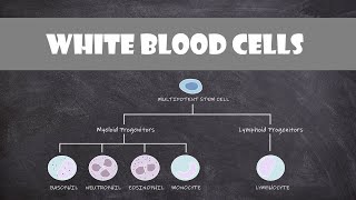 Leukemia amp Lymphoma Introduction  Distinctions in Oncology  Hematology Series [upl. by Kalila336]