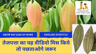 How to grow Indian Bay Leaf Plant at Home  Benefits of Tejpatta leaf [upl. by Temple608]