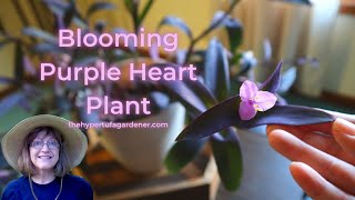 Easy Houseplant  Purple Heart Plant  Tradescantia pallida  Roots amp Grows Easily amp You Get Blooms [upl. by Stevena228]