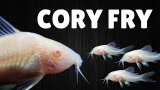 How to Raise Cory Catfish Fry [upl. by Erdried]