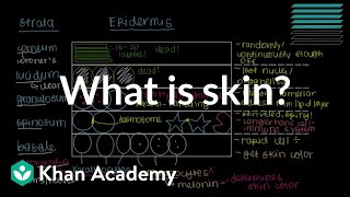 What is skin Epidermis  Integumentary system physiology  NCLEXRN  Khan Academy [upl. by Madigan884]