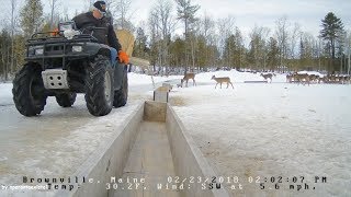 Brownville Food Pantry For Deer  Hungry Feeding Time 22318 [upl. by Horatio]