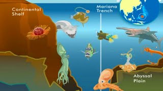 10 Facts About The Mariana Trench [upl. by Kriste191]