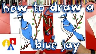 How To Draw A Blue Jay [upl. by Greenburg]