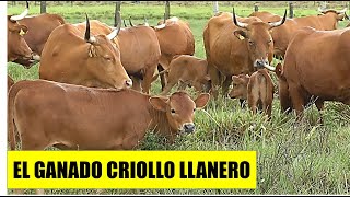 EL GANADO CRIOLLO DE LOS LLANOS ORIENTALES DE COLOMBIA [upl. by Allerim]