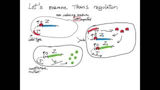 Cis Trans Gene Regulation [upl. by Nohsreg]