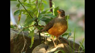 Olive Thrush call from Cape Town [upl. by Anayeek]