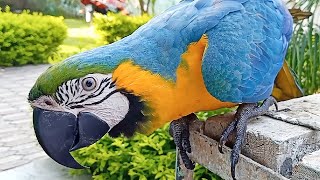 Talking Blue and Gold Macaw [upl. by Angrist183]