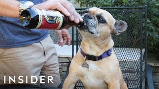 Dogs Can Drink This Beer [upl. by Ecinom]