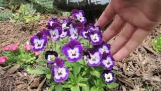 How To keep your Pansies looking Full and Flowering all season long [upl. by Marjana]