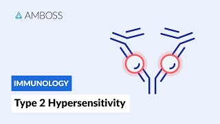 AntibodyDependent CellMediated Cytotoxicity Type II Hypersensitivity Reaction [upl. by Yelehsa]