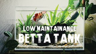 BETTA TANK SETUP  Low Maintenance Aquascape  Step By Step [upl. by Animlehliw877]