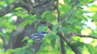 Cerulean Warbler [upl. by Etezzil]