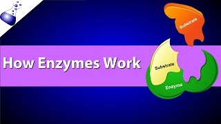 How Enzymes Work [upl. by Xino565]