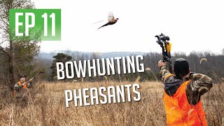 PHEASANT HUNTING WITH OUR BOWS [upl. by Agon]