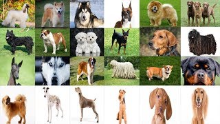 Köpek Cinsleri – 217 FARKLI KÖPEK TÜRÜ [upl. by Winzler296]